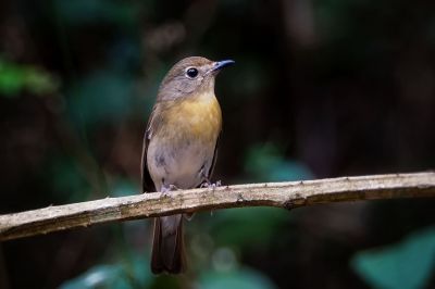 Blaukehlschnäpper (W) / Blue-throated blue flycatcher - Chinese blue flycatcher