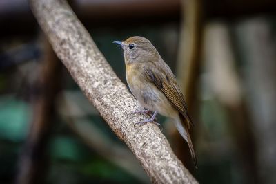 Blaukehlschnäpper (W) / Blue-throated blue flycatcher - Chinese blue flycatcher