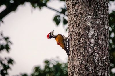 Feuerrückenspecht (M) / Common Flameback