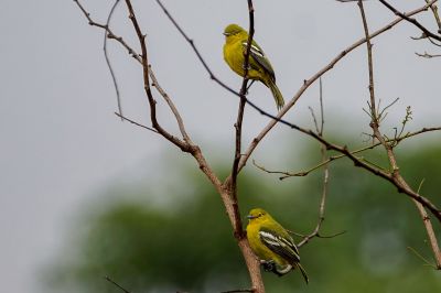 Schwarzflügeliora / Common Iora