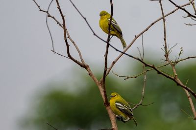 Schwarzflügeliora / Common Iora