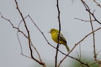 Schwarzflügeliora / Common Iora