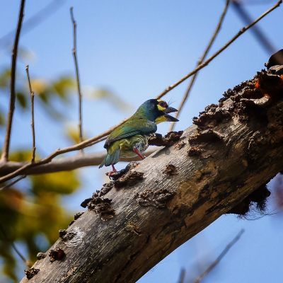 Kupferschmied / Coppersmith Barbet