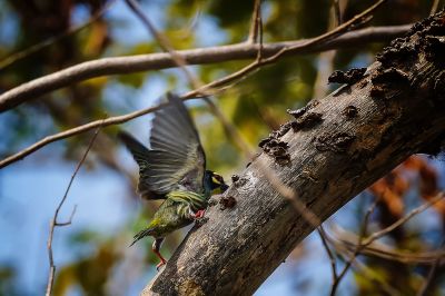 Kupferschmied / Coppersmith Barbet