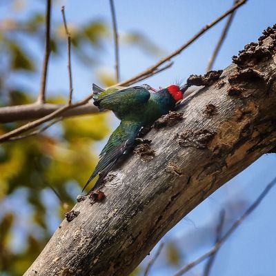 Kupferschmied / Coppersmith Barbet