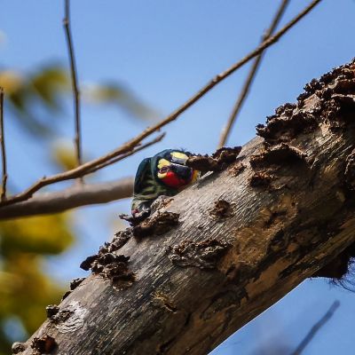 Kupferschmied / Coppersmith Barbet