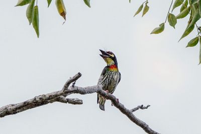 Kupferschmied / Coppersmith Barbet