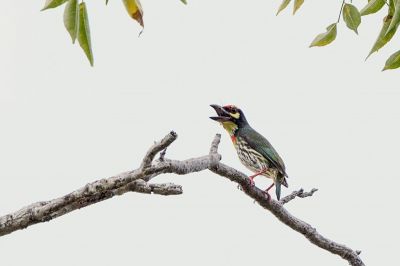 Kupferschmied / Coppersmith Barbet