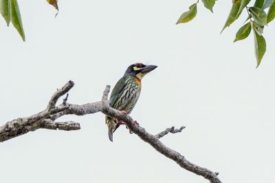 Kupferschmied / Coppersmith Barbet