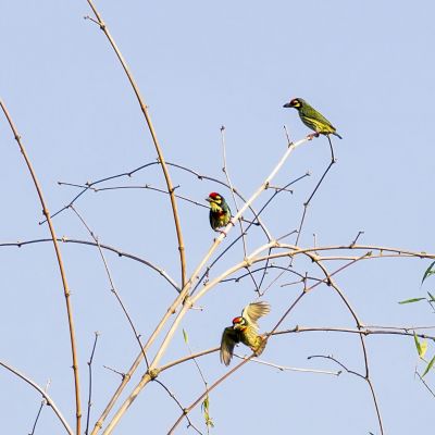 Kupferschmied / Coppersmith Barbet