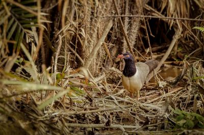 Renauldkuckuck / Coral-billed Ground Cuckoo