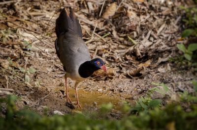 Renauldkuckuck / Coral-billed Ground-cuckoo