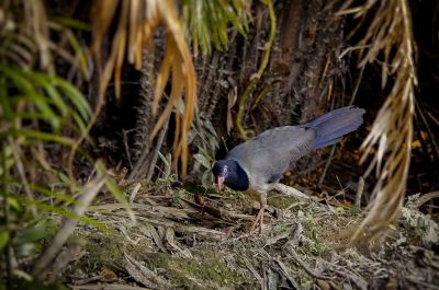 Renauldkuckuck / Coral-billed Ground-cuckoo