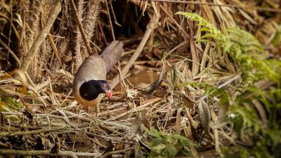 Renauldkuckuck / Coral-billed Ground-cuckoo