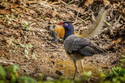 Renauldkuckuck / Coral-billed Ground-cuckoo