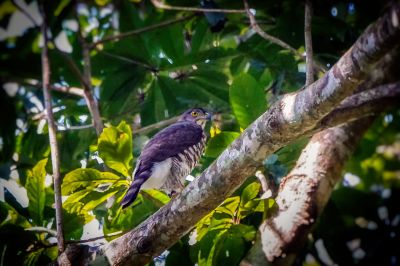 Schopfhabicht / Crested Goshawk