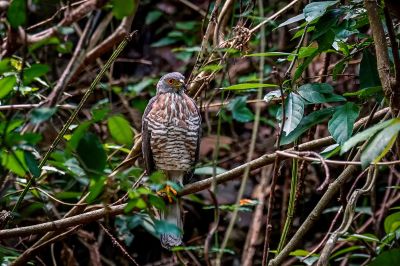 Schopfhabicht / Crested Goshawk