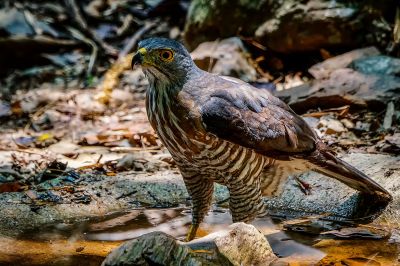 Schopfhabicht / Crested Goshawk