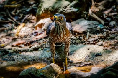 Schopfhabicht / Crested Goshawk