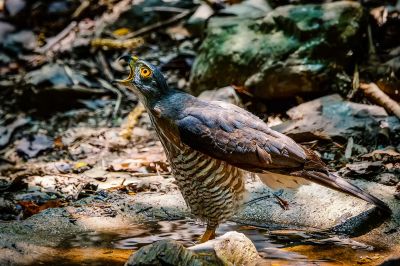 Schopfhabicht / Crested Goshawk