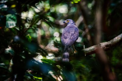 Schopfhabicht / Crested Goshawk