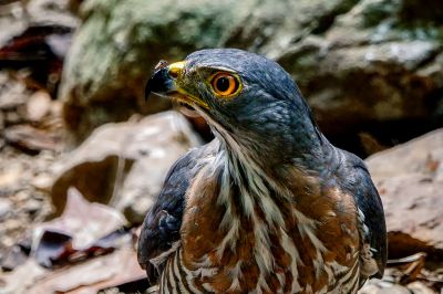 Schopfhabicht / Crested Goshawk