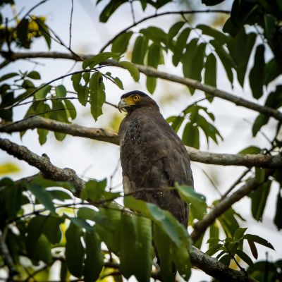 Schlangenweihe / Crested Serpent-eagle