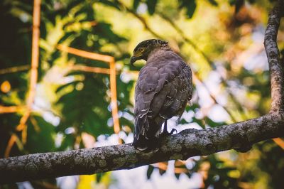 Schlangenweihe / Crested Serpent-eagle