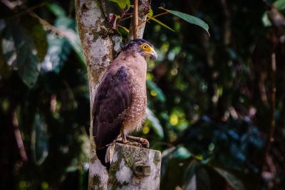 Schlangenweihe / Crested Serpent-eagle