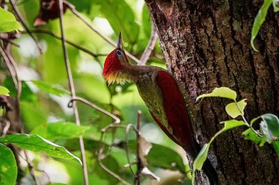 Rotflügelspecht (M) / Crimson-winged Woodpecker