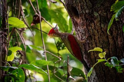 Rotflügelspecht (M) / Crimson-winged Woodpecker