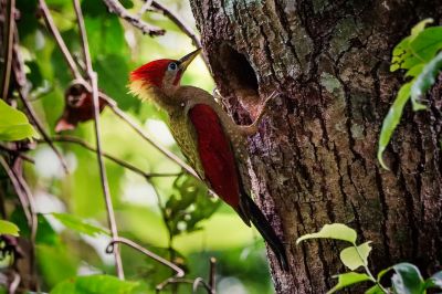 Rotflügelspecht (M) / Crimson-winged Woodpecker