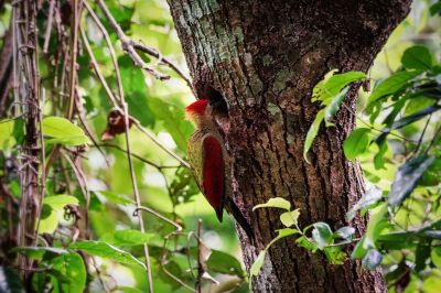 Rotflügelspecht (M) / Crimson-winged Woodpecker