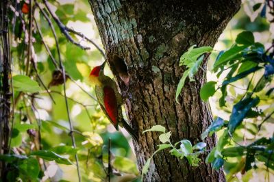 Rotflügelspecht (W) / Crimson-winged Woodpecker