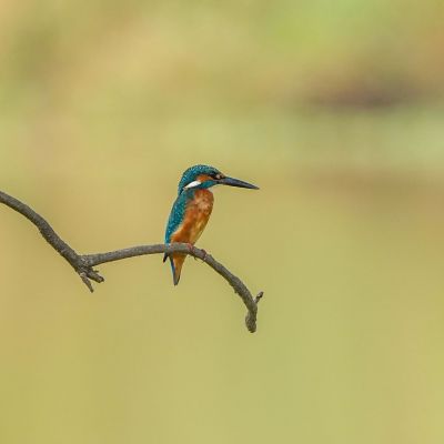 Eisvogel (M) / Common Kingfisher