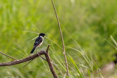 Sibirisches Schwarzkehlchen (M) / Siberian Stonechat