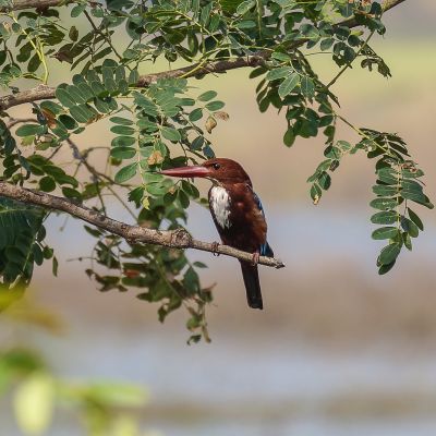 Braunliest / White-throated Kingfisher