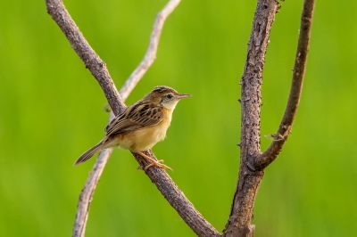 Zistensänger / Zitting Cisticola