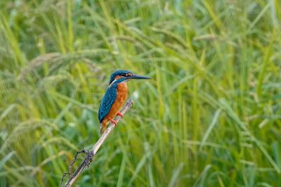 Eisvogel (M) / Common Kingfisher