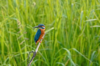 Eisvogel (M) / Common Kingfisher