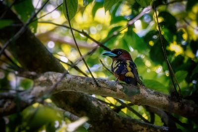 Purpurkopf-Breitrachen / Banded Broadbill