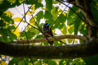 Purpurkopf-Breitrachen / Banded Broadbill