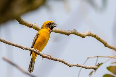 Kernbeißerweber (M) / Asian Golden Weaver