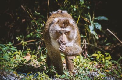 Nördlicher Schweinsaffe / Northern pig-tailed Macaque