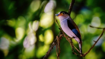 Schwarzbrauen-Breitrachen (W) / Silver-breasted Broadbill