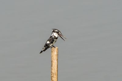 Graufischer / Pied Kingfisher