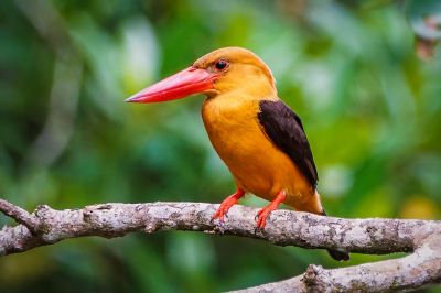 Braunflügelliest / Brown-winged Kingfisher