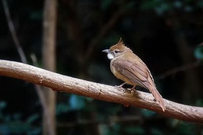 Rostbauchbülbül / Ochraceous Bulbul