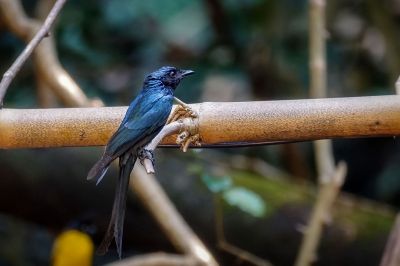 Bronzedrongo / Bronzed Drongo