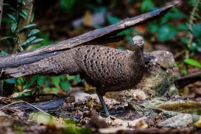 Grauer Pfaufasan (W) / Grey Peacock-pheasant